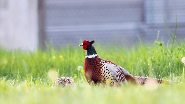 Couple de faisans de Colchide (Phasianus colchicus) marchant dans l&rsquo;herbe en milieu naturel
