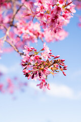 Obraz premium pink cherry blossom