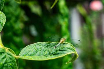 Dragonfly On A Leaf After Rain