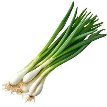 Fresh green scallions with roots isolated on a transparent background ready for cooking