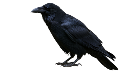 Captivating raven portrait featuring its glossy feathers against white backdrop