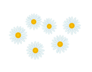 Six white daisies with yellow centers, scattered