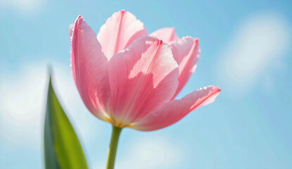 Fototapeta premium Hyper-Realistic Flower Photography