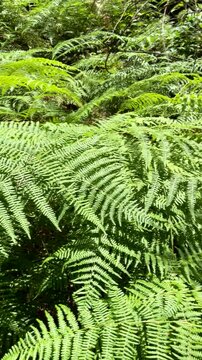 Pteridium aquilinum fern or bracken green leaves in the forest of Tenerife,Canary Islands,Spain,vertical video.
