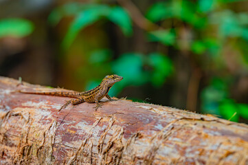 Cuban brown anole standing on a fallen log in the Cyprus swamp of Highlands Hammock State Park, Sebring, Florida