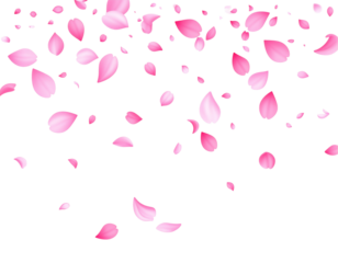 Pink petals falling on a black background