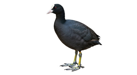 Striking portrait of an american coot bird with a white shield on a clean backdrop