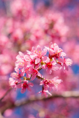 pink cherry blossom