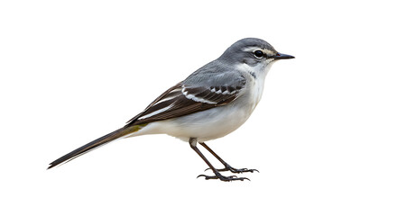 Fototapeta premium Elegant white wagtail perched in serene isolation against a clean background