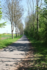 Countryside path next to blooming rapeseed field under blue sky