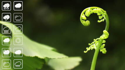 Weather forecast presentation background show weather symbol with beautiful freshness new leaves of fern in tropical evergreen rain forest.Image use for meteorology presentation background. 
