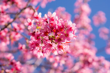 pink cherry blossom