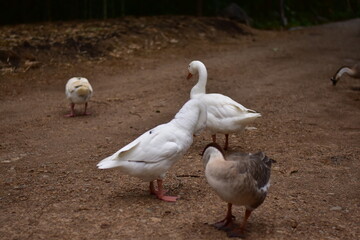 Flock of domestic geese on a green meadow. Geese in the grass, A white goose on green grass