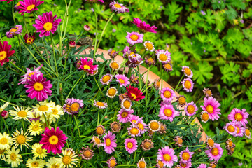 Beautiful flowers blossomed at the beginning of spring