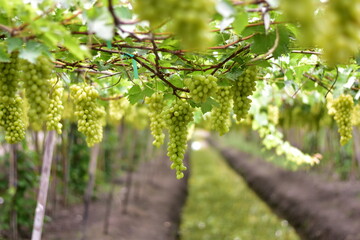 White grape hanging from a vineyard, Sunlight through white grapes in vineyard, Vineyard with white grapes and sun, Grapes in the garden, White Malaka Grape