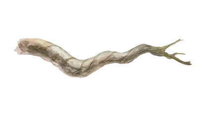 Tree branch, thick, horizontal. Hand drawn watercolor illustration isolated on white. To create tropical jungle, for forest banners, posters, as a place for birds.