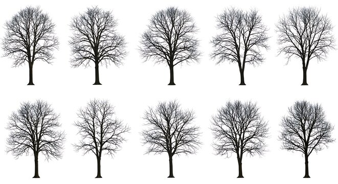 Winter's Silent Chorus - Powered by Adobe