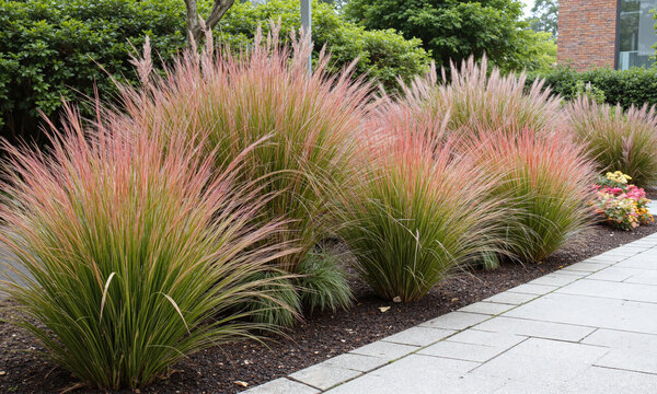 Japanese Blood Grass (Imperata cylindrica) A striking ornamental grass that turns red in the fall, Japanese blood grass adds color