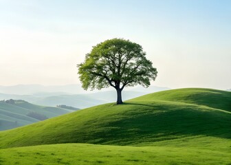 Fototapeta premium Lonely tree standing on a green hill symbol of environmental conservation