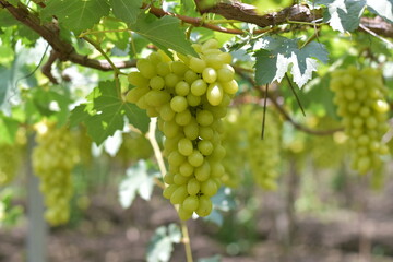 White grape hanging from a vineyard, Sunlight through white grapes in vineyard, Vineyard with white grapes and sun, Grapes in the garden, White Malaka Grape