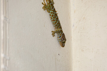 lizard on a branch