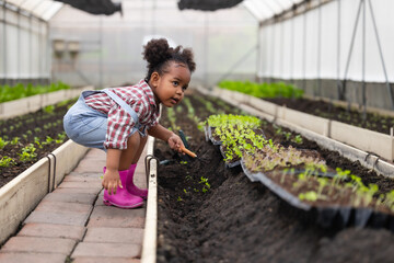 Happy African black farmer girl, Cute lovely preschool child playing planting green plant in greenhouse vegetable farm