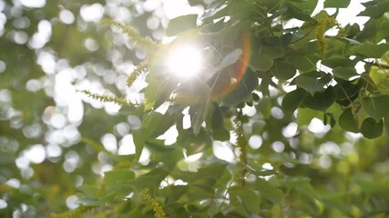 Bright sunlight filtering through lush green leaves on a beautiful day - Powered by Adobe