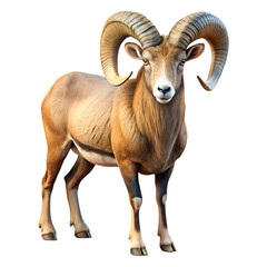 Majestic Bighorn Sheep with Curved Horns in Natural Pose