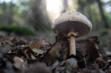 Close-up of a Macrolepiota procera, known as the parasol mushroom, backlit in an autumnal forest
