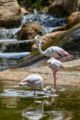 Groupe de flamants roses au bord d'une rivière