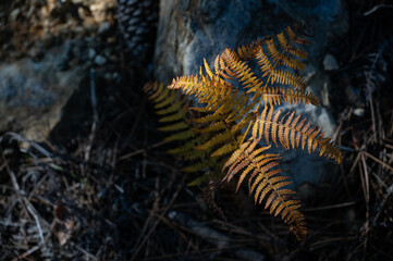 Pteridium aquilinum, commonly known as bracken or eagle fern, in an autumn woodland setting