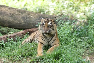 A Sumatran tiger lying in the bushes observing its surroundings