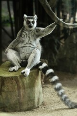 a lemur sits on the wood like a boss