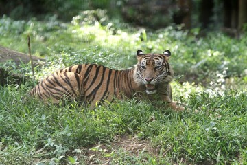 A Sumatran tiger lying in the bushes observing its surroundings