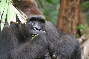 Close up view of a silverback gorilla eating fruit