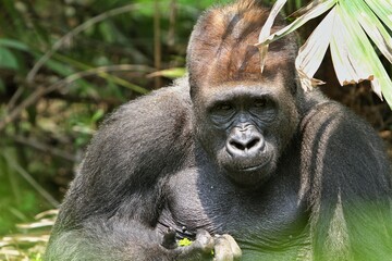 Obraz premium close up of silverback gorilla's facial expression
