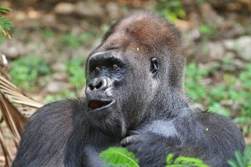 portrait of an excited silverback gorilla