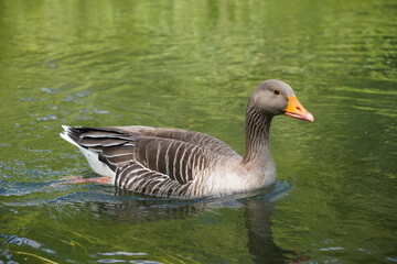 brown goose bird swimming along river. Anser anser greylag geese breed 