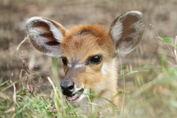 closeup of a cute little sitatunga
