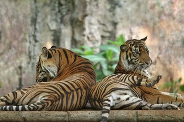 a pair of sumatran tigers lazing on the floor
