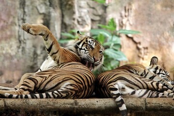 a pair of sumatran tigers lazing on the floor