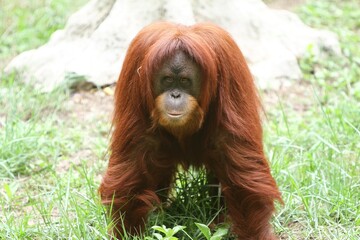 an orangutan stands facing the camera