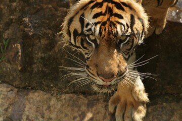 Close up of a Sumatran tiger standing on the edge of a ditch looking at the camera