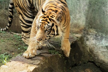 A Sumatran tiger wanders on the edge of the ditch while looking around