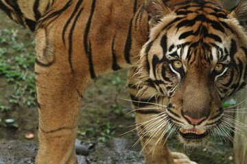 Close up of a Sumatran tiger standing on the edge of a ditch looking at the camera
