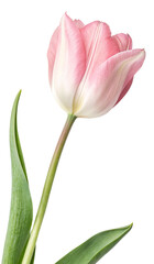 tulip. pink tulip stalk isolated on transparent background