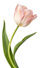 Fototapeta premium pink tulip on white background