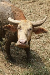 portrait of an albino buffalo