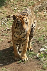 A Sumatran tiger stands in the field observing its surroundings.