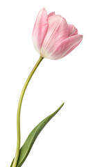 Naklejka premium pink tulip on white background